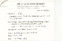 台灣碎米薺藏品圖，第2張