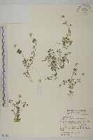 阿里山繁縷藏品圖，第1張