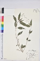 山靛藏品圖，第1張