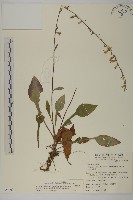 臺灣鬼督郵藏品圖，第1張