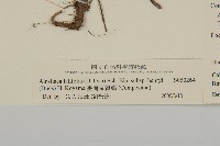 臺灣鬼督郵藏品圖，第3張