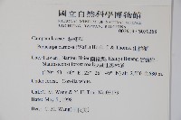 山桔梗藏品圖，第2張