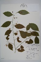 毛瓣蝴蝶木藏品圖，第1張