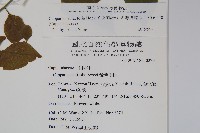 毛瓣蝴蝶木藏品圖，第2張