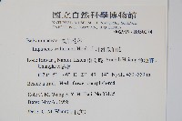 非洲鳳仙花藏品圖，第2張