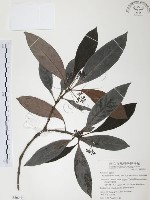 九節木、牛屎烏、青龍吐霧藏品圖，第1張