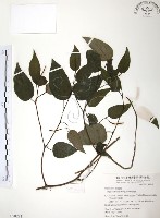 風藤藏品圖，第1張