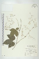 穿山龍藏品圖，第1張