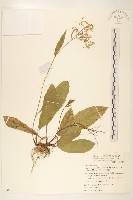 刀傷草藏品圖，第1張