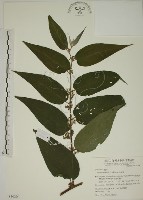 山黃麻藏品圖，第1張