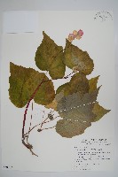 岩生秋海棠藏品圖，第4張