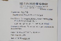 岩生秋海棠藏品圖，第5張