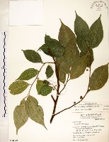 菲律賓榕藏品圖，第1張