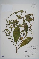 盾果草藏品圖，第1張