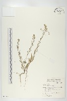 獨行菜藏品圖，第1張