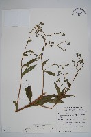 琉璃草藏品圖，第1張