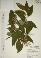 大葉溲疏藏品圖，第1張
