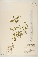 小米菊藏品圖，第1張