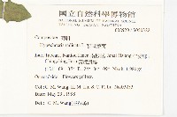 貓兒菊藏品圖，第2張