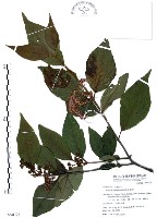 杜虹花，台灣紫珠藏品圖，第1張