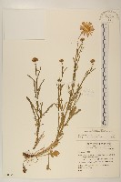 法國菊藏品圖，第1張