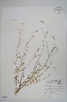 細葉蘭花參藏品圖，第1張