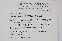 大葉馬兜鈴藏品圖，第2張