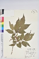 南燭藏品圖，第1張