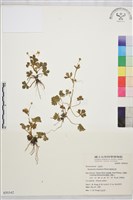 鹿場毛茛藏品圖，第1張