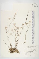 臺灣筷子芥藏品圖，第1張