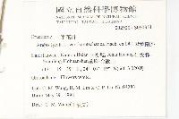 琴葉南芥藏品圖，第2張