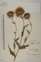 鱗毛薊藏品圖，第1張