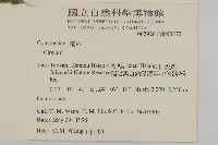鱗毛薊藏品圖，第2張