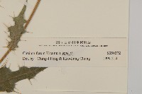 鱗毛薊藏品圖，第3張