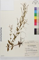 黑龍江柳葉菜藏品圖，第1張