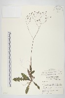 台灣黃鵪菜藏品圖，第1張