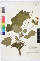 小白頭翁、野棉花藏品圖，第1張