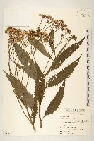 黃菀藏品圖，第1張