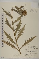 森氏薊藏品圖，第1張