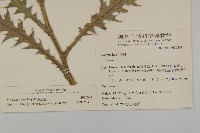 森氏薊藏品圖，第2張