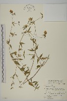 狗筋蔓藏品圖，第1張