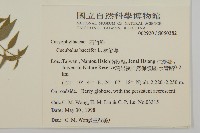 狗筋蔓藏品圖，第2張