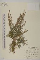 太魯閣艾藏品圖，第1張