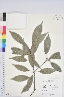 青剛櫟、鐵椆藏品圖，第1張