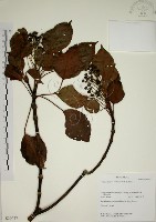 昆欄樹藏品圖，第1張