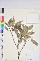 星刺栲、羅浮錐藏品圖，第1張