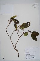 硬齒獼猴桃藏品圖，第1張