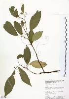 石苓舅藏品圖，第1張