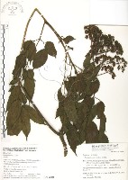 火筒樹藏品圖，第1張