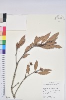 毽子櫟藏品圖，第1張